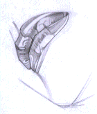 Flash̳̣ͨͺLƷ,PS̳,˼̳̾W(wng)